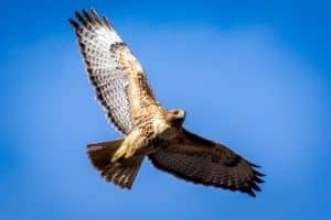 A photo of a hawk in flight.